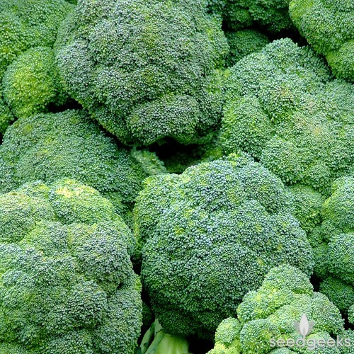 Broccoli Seeds 600+ Waltham 29 Vegetable NON-GMO USA SELLER FREE SHIPPING