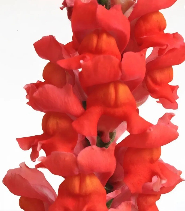 25 VARIOUS Colors Snapdragoon Seeds