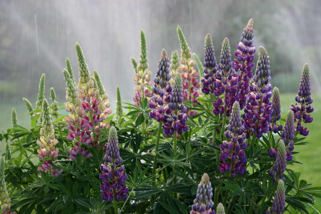 35 SEEDS – RUSSELL LUPINE, PERENNIAL flower GroCo USA – BUY ANY 15-SHIPS FREE