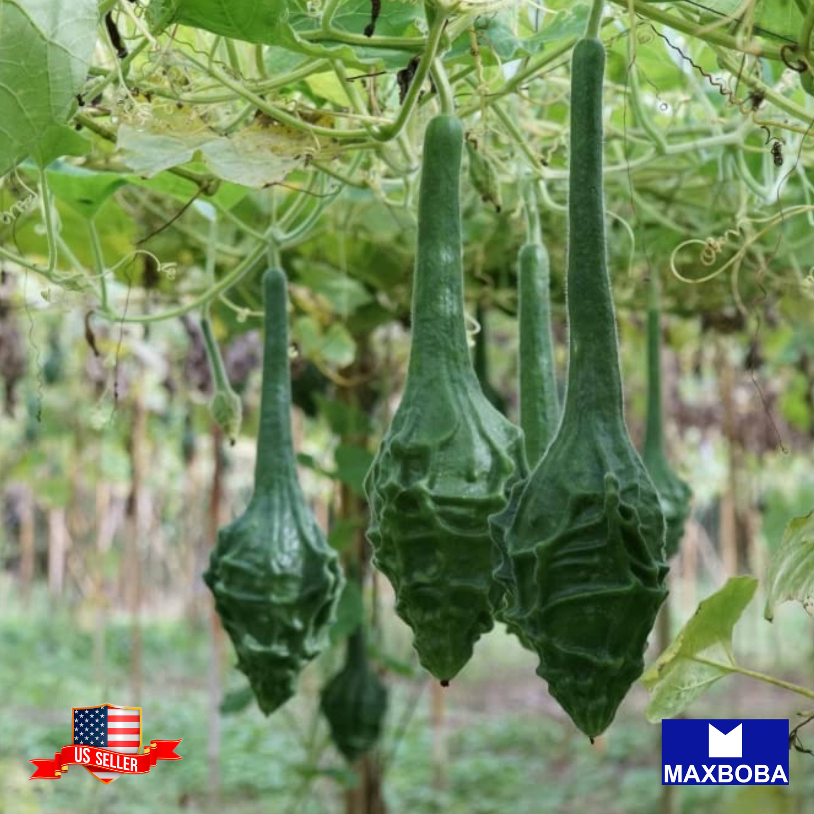 Gourd Seeds Caveman’s Club Non-GMO Heirloom Vegetable