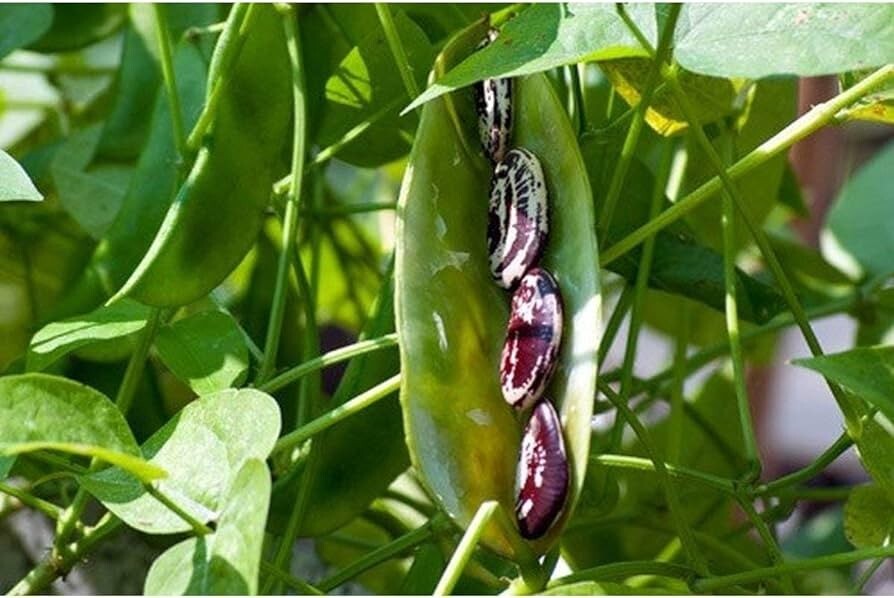 25+ seeds, Bean (Giant Spekled)-Christmas Pole Lima, Open pollinated, Heirloom