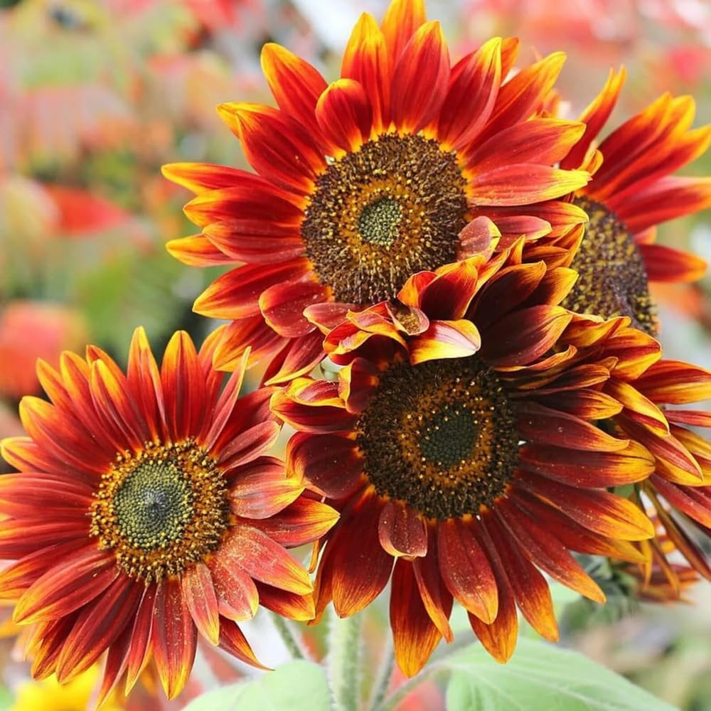 Multi-Colored Sunflower Seeds for Planting,100+ Rare Sunflower Seeds to Plant No