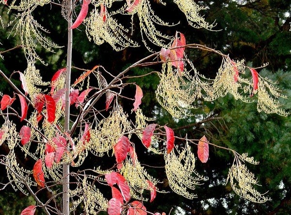 Oxydendrum arboreum Lily of the Valley Tree Sourwood 30 seeds