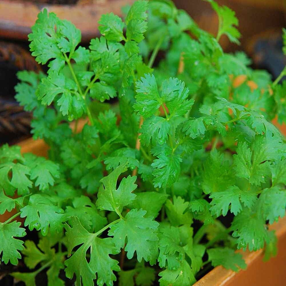 100++ Cilantro / CORIANDER Seeds | Heirloom – Non-GMO | Herb Seeds – USA FREE