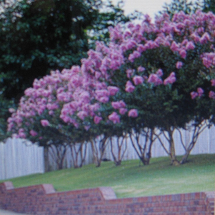 CREPE MYRTLE * 20 SEEDS * SHOWY *