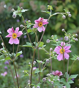 Anemone japonica Fall Charm 1,000 seeds