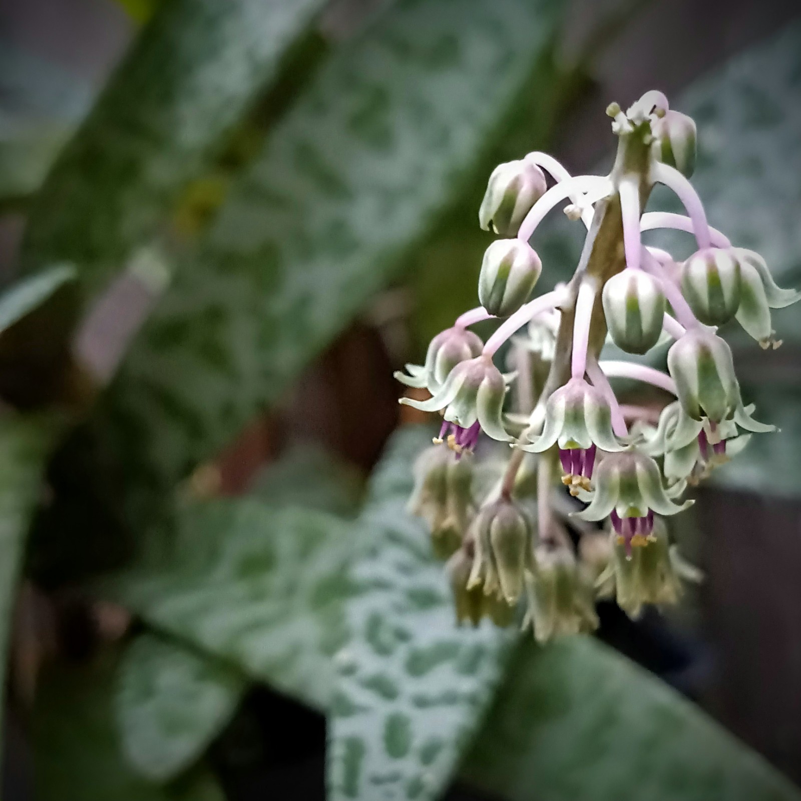 Silver Squill-SEEDS