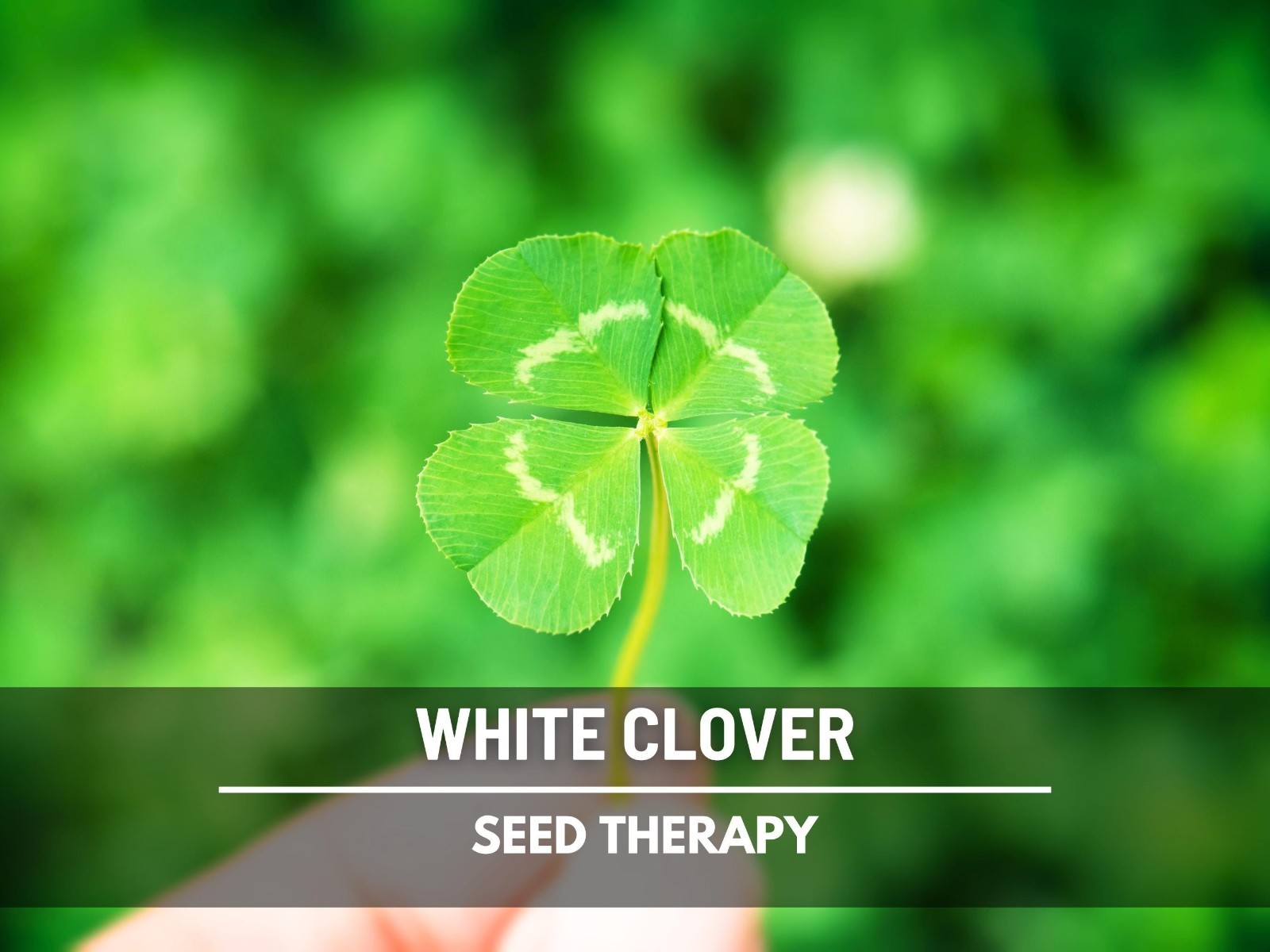 White Clover (Irish Clover) Seeds – Perennial Lawn Alternative, Pollinator