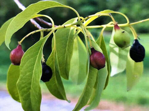 Santalum album | Chandana | Indian or White Sandalwood | 10 Seeds