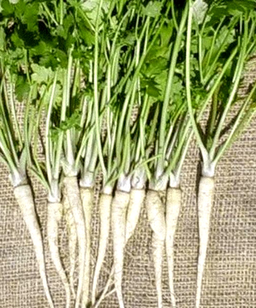 HAMBURG ROOTED PARSLEY SEEDS 300+ SEEDS NON-GMO –BUY 4 ITEMS FREE SHIPPING