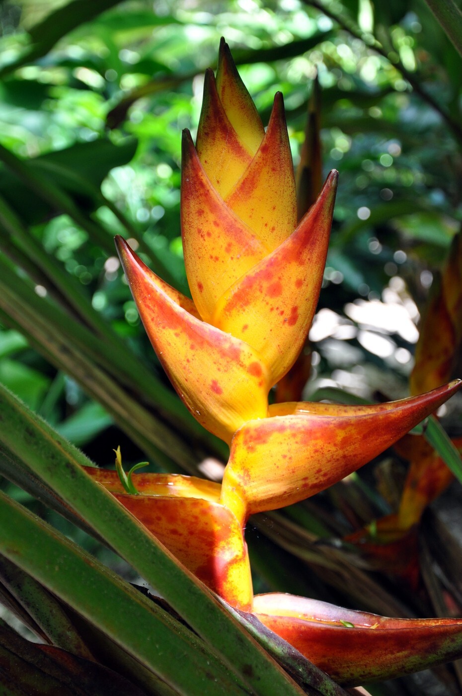 10 SPLASH (Heliconia champneiana) SEEDS Lobster Claw Flower Banana Like Rare