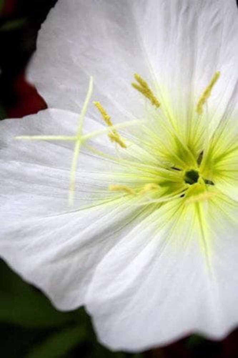250 WHITE Pale EVENING PRIMROSE Buttercup Sundrops Oenothera Pallida Flower Seed