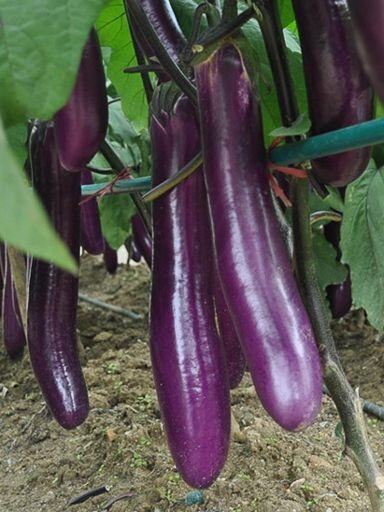 55 Organic Non-GMO Long Purple Italian Eggplant Seeds – Seeds Of Tomorrow