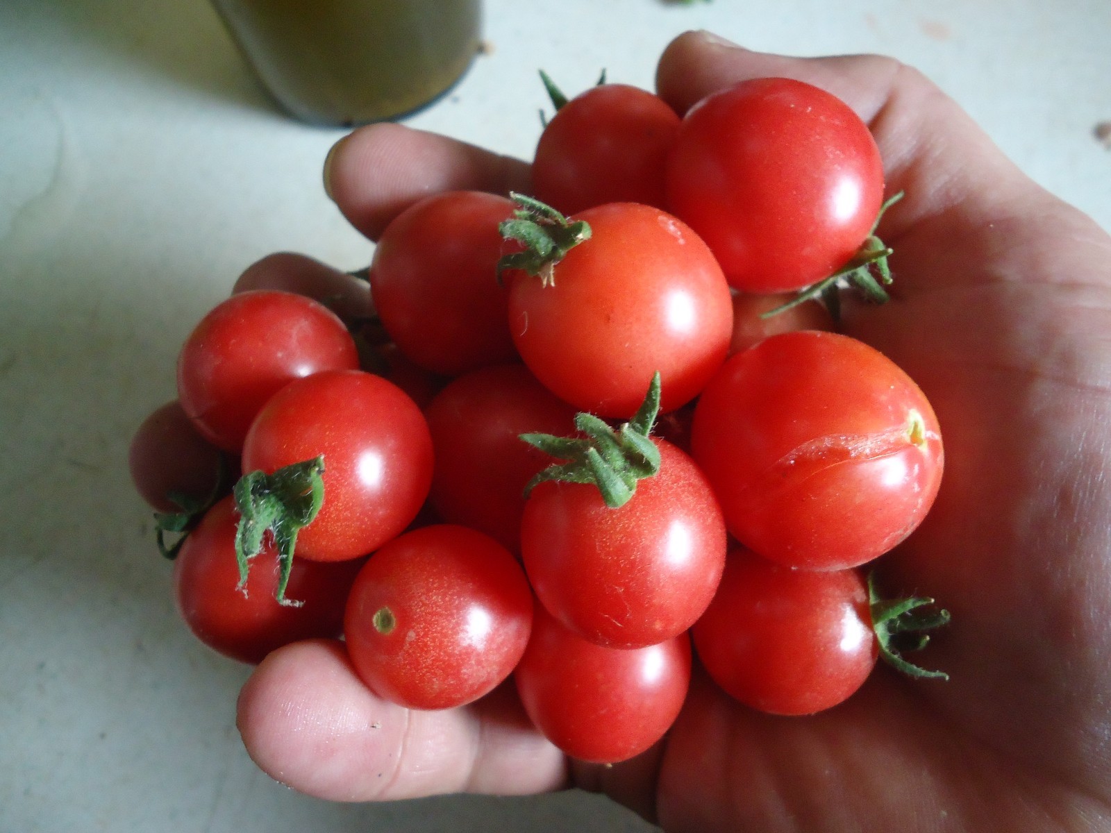 Heirloom Cherry tomato variety pack FREE SHIP + FREE GIFT!