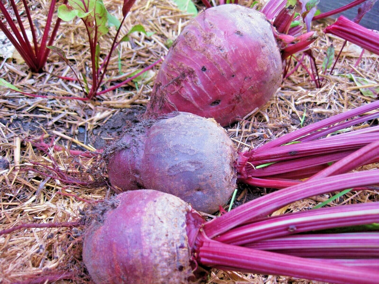 101+DETROIT DARK RED BEET Seeds Heirloom Vegetable Garden Patio Container Easy