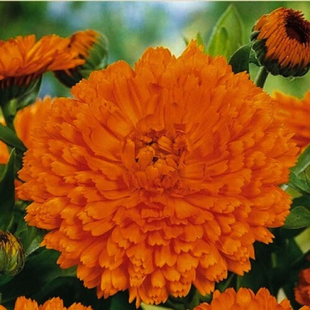 Fresh Premium French Marigold Calendula Seeds | Heirloom Non-GMO | Flower Seeds