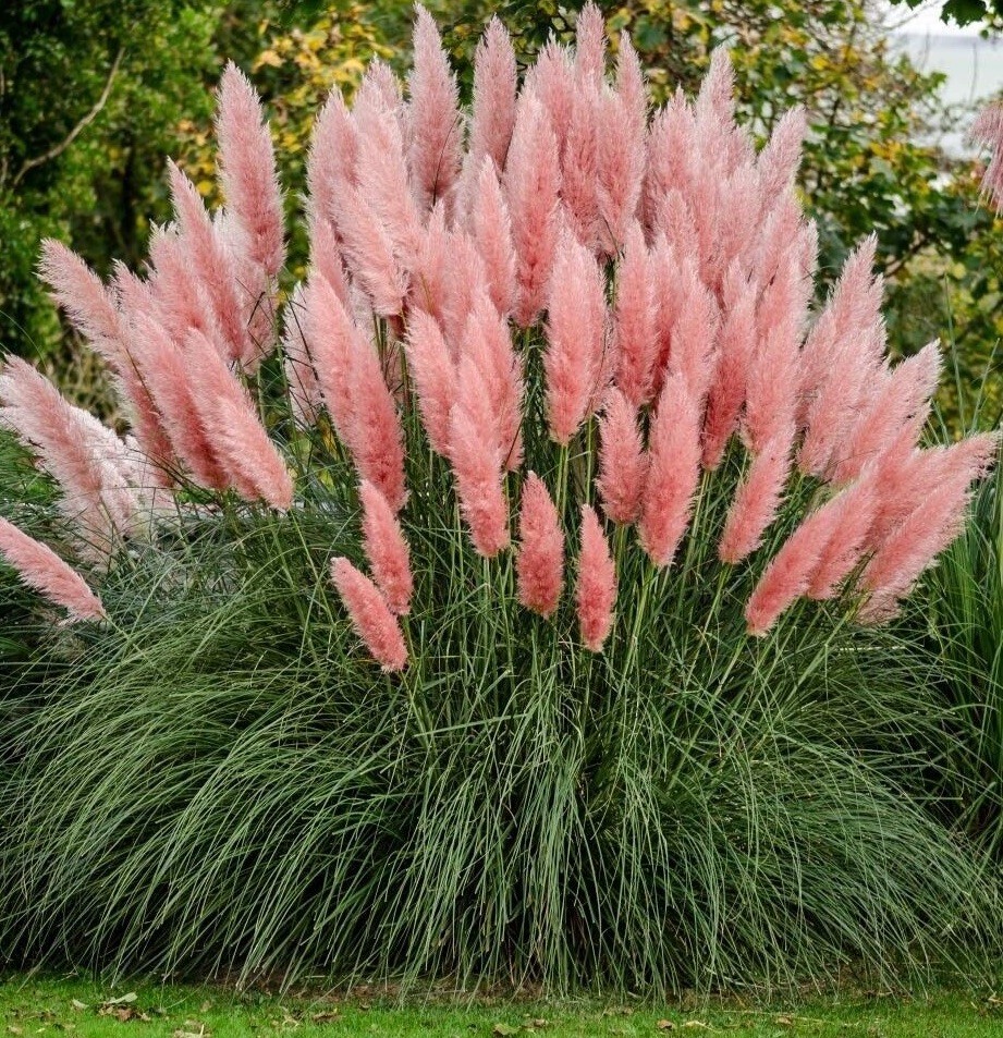 Giant Pink Pampas Grass Seeds – 100 Seeds – Made in USA Natural Beautiful Growth