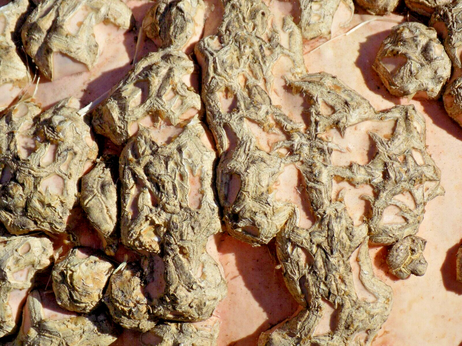 15 PEANUT PUMPKIN SEEDS – Cucurbita maxima