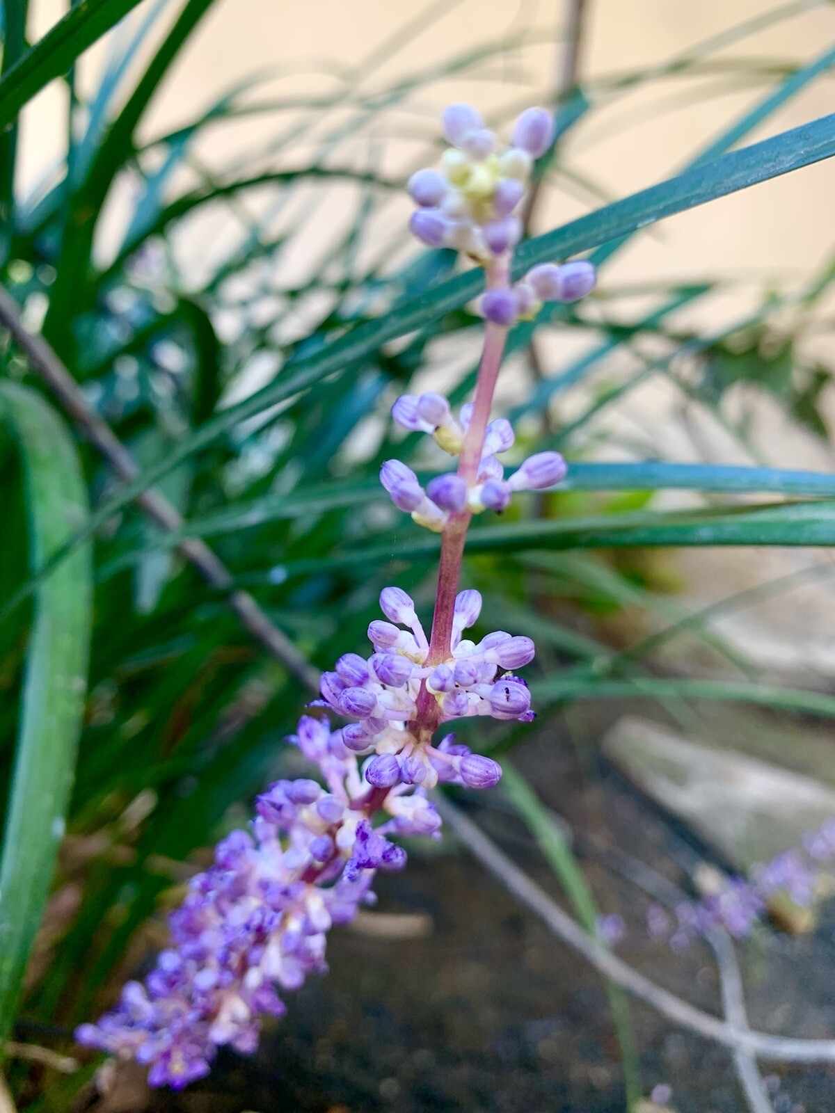 Lilyturf, Liriope Muscari,Big Blue Lilyturf, Border Grass – 15 Seeds 2023