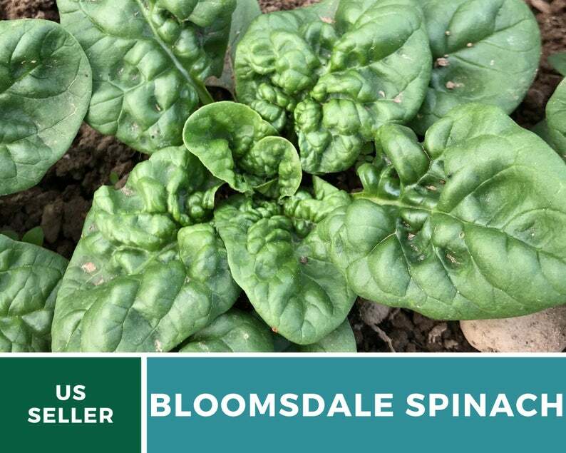 Spinach, Bloomsdale – 150 Seeds – Sow in Spring or Summer – Heirloom – NonGMO