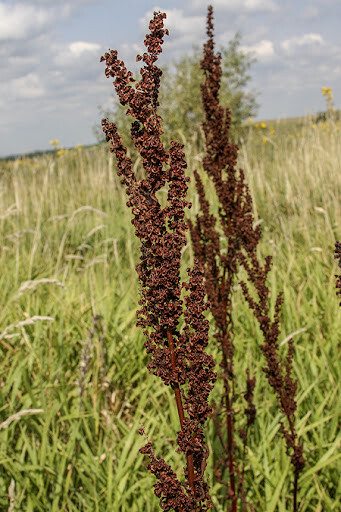 Yellow Dock Seed ~ Rumex crispus ~ 500 to 12oz bulk