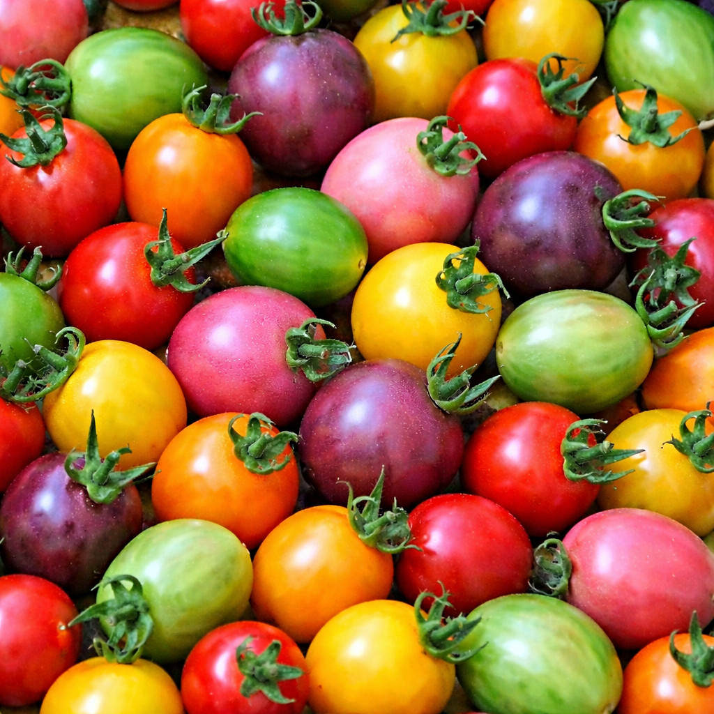 100 Heirloom Rainbow Large Cherry Tomato Seed Mix – 6 Large Sweet Tomato Colors