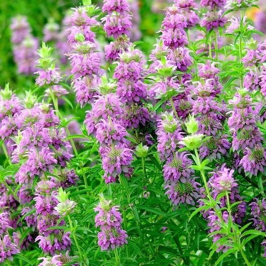 200+ Monarda Lemon Mint seeds