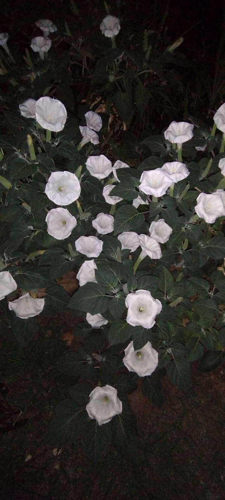 MOONFLOWER ANGEL TRUMPET 100 SEEDS~HUGE BLOOMS~EASY TO GROW 🪴 FREE SHIPPING