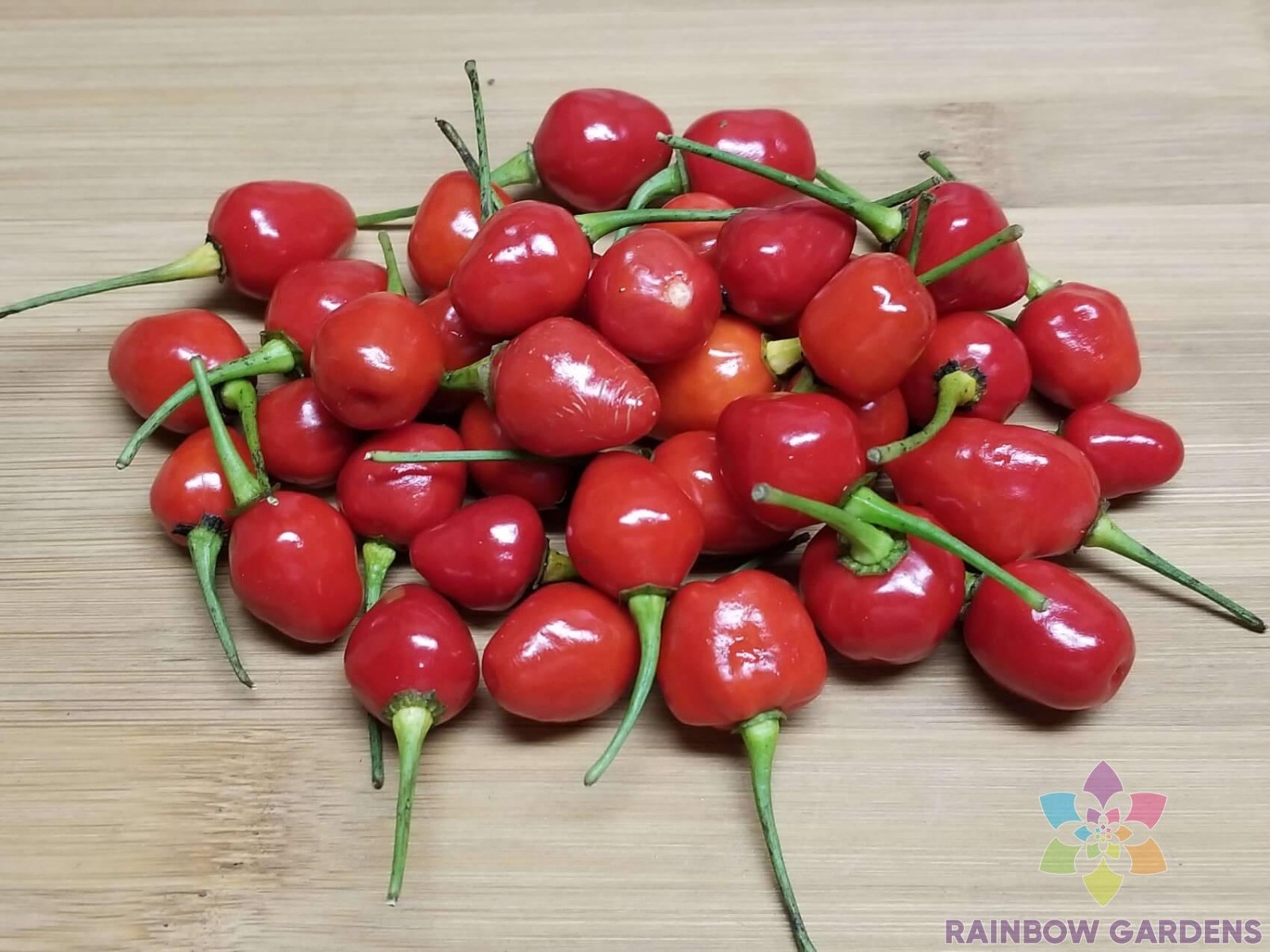 25+ Guyana Wiri Wiri Hot Pepper Seeds for Garden Planting – USA – FREE SHIPPING!