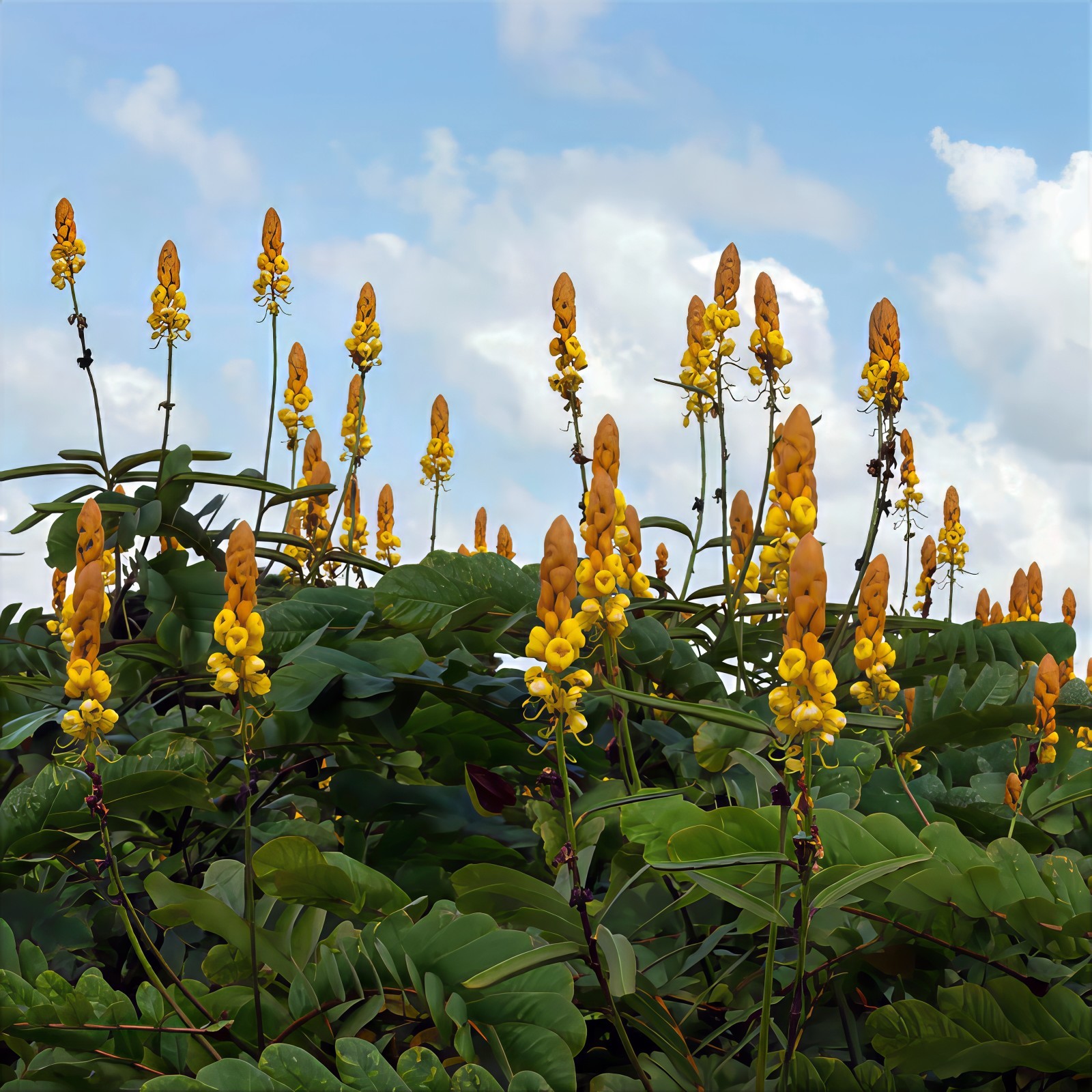 20 CANDLE BUSH SEEDS Cassia Alata Senna Tree Plant “Flowers Attract Butterflies”
