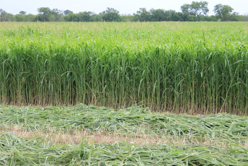 Sorghum Sudangrass Seed – Fast Growing Forage & Cover Crop, Drought Tolerant