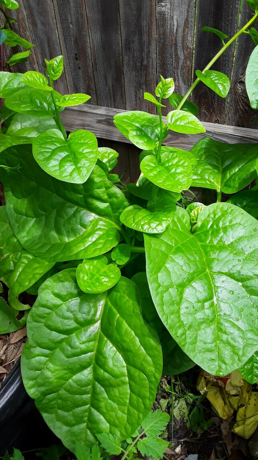 50 Organic Green Stem Malabar Spinach Alugbati Mong Toi Poi Sang Ceylon seeds