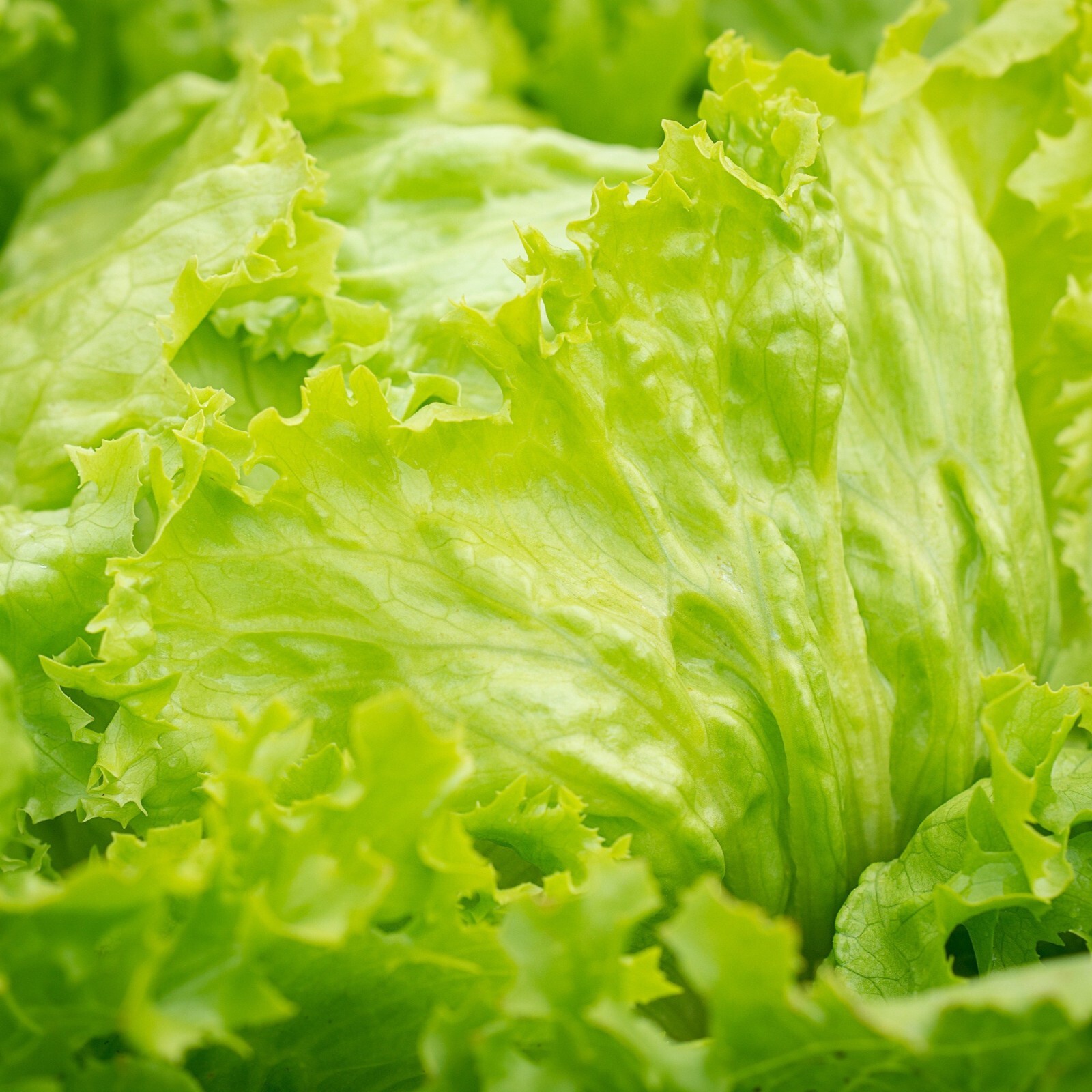 Iceberg Crisphead, Lettuce Seeds, Non-GMO, Heirloom, Easy to Grow, Free Shipping