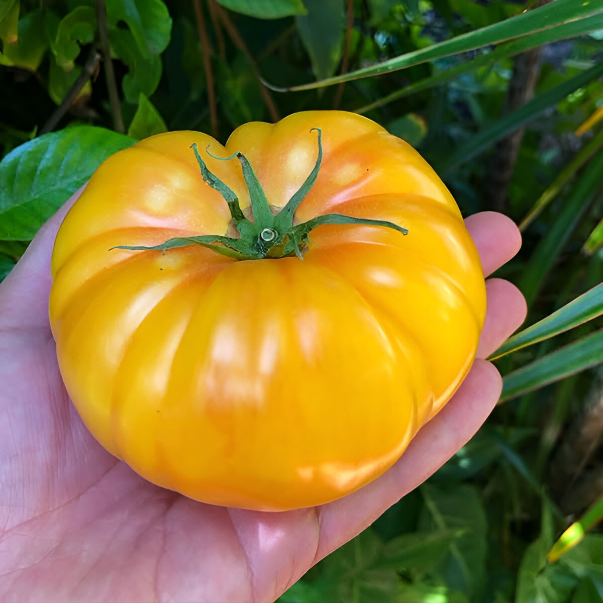 100 Heirloom Yellow Brandywine Tomato Seeds – The Most Flavorful Yellow Tomato!!