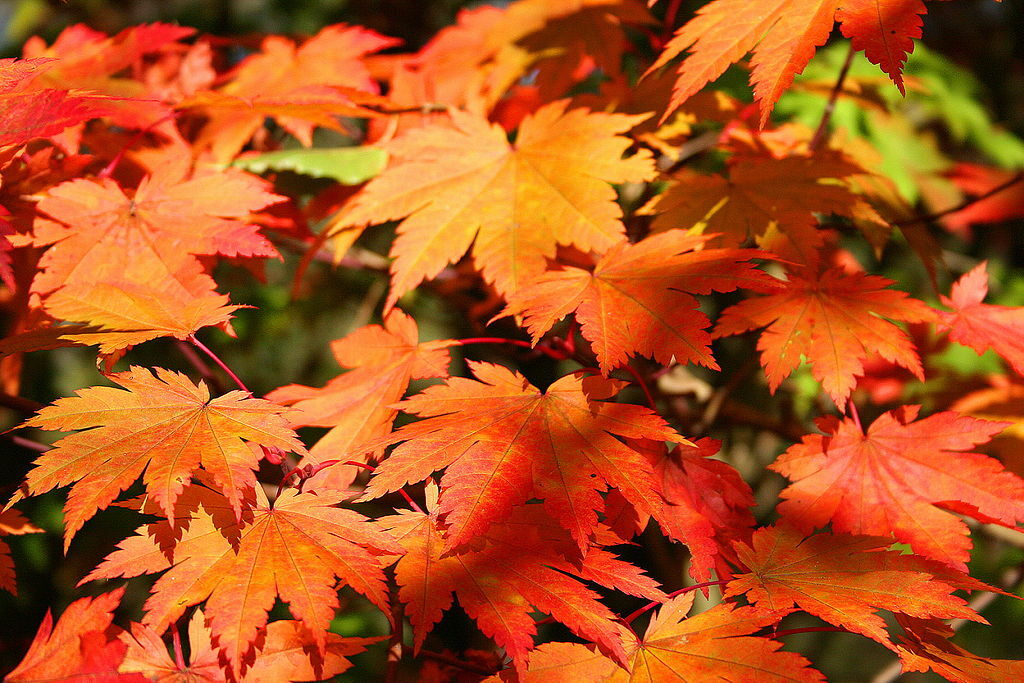 Full Moon Maple, Acer japonicum, Tree Seeds (Fall Color, Bonsai, Hardy, Easy)