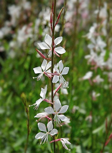 Oenothera lindheimeri | Lindheimer’s Beeblossom | White Gaura | 10 Seeds