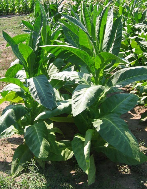 1000 Silver River Tobacco seeds – Nicotiana sp. – Brazilian Strain
