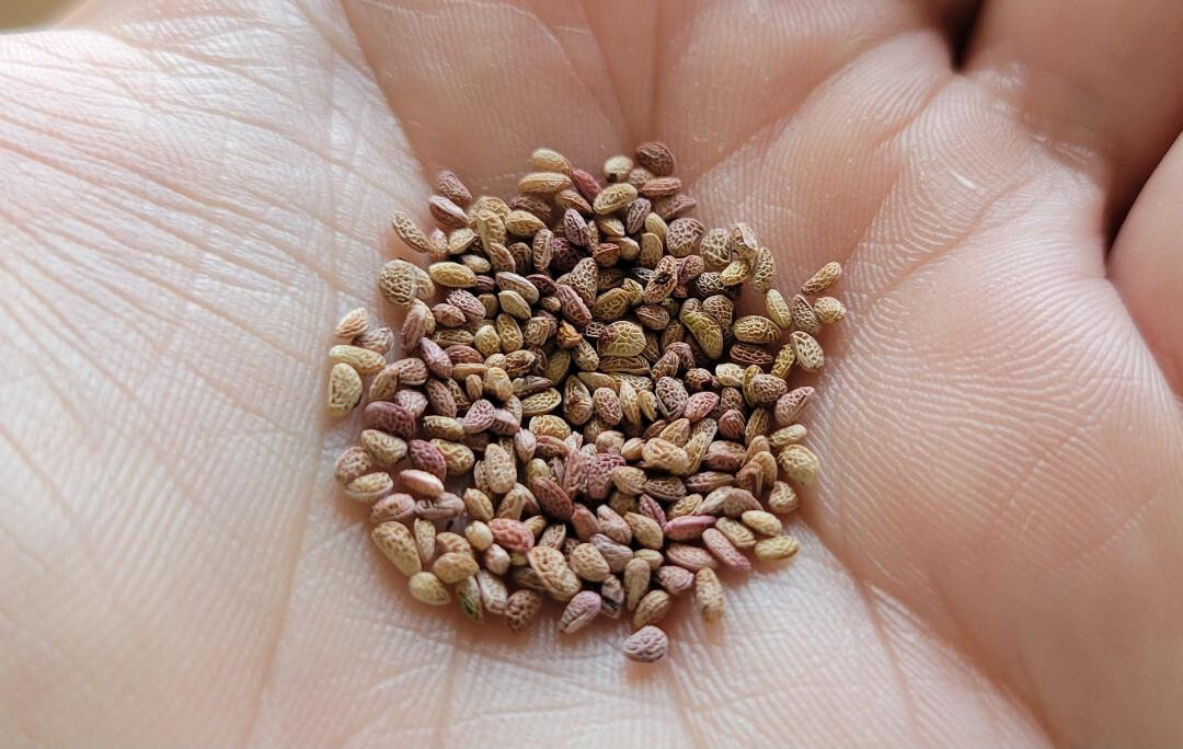 100+ Sand Blackberry Seeds | Rubus cuneifolius | Florida Native Berry | Wildlife