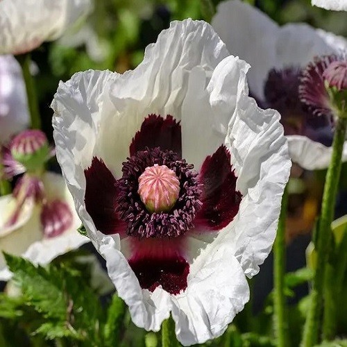 Mixed Colors Oriental Poppy Seeds For Planting Stratified Perennial Fresh Seeds