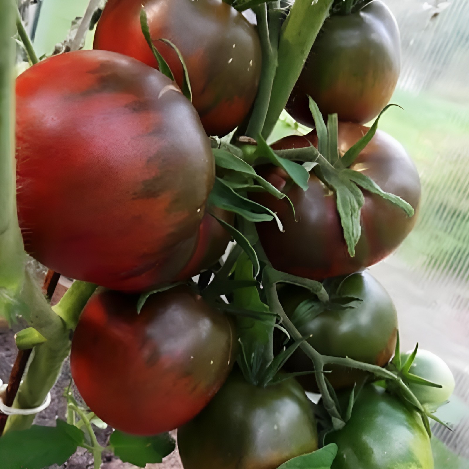 100 Heirloom Black From Tula Tomato Seeds 16oz Sweet Rich Smokey Indeterminate