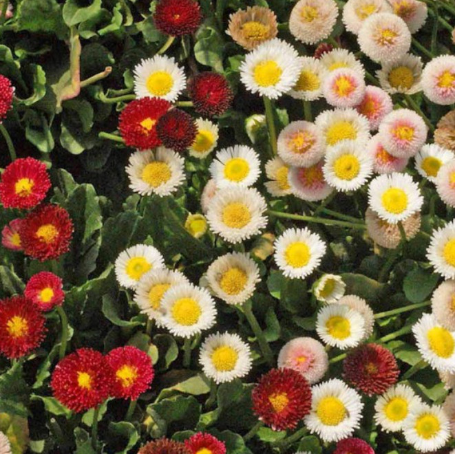 Landscaper’s Pack ALTERNATIVE LAWN MIX 13 Species Non-GMO 6 Grams 5000+ Seeds!
