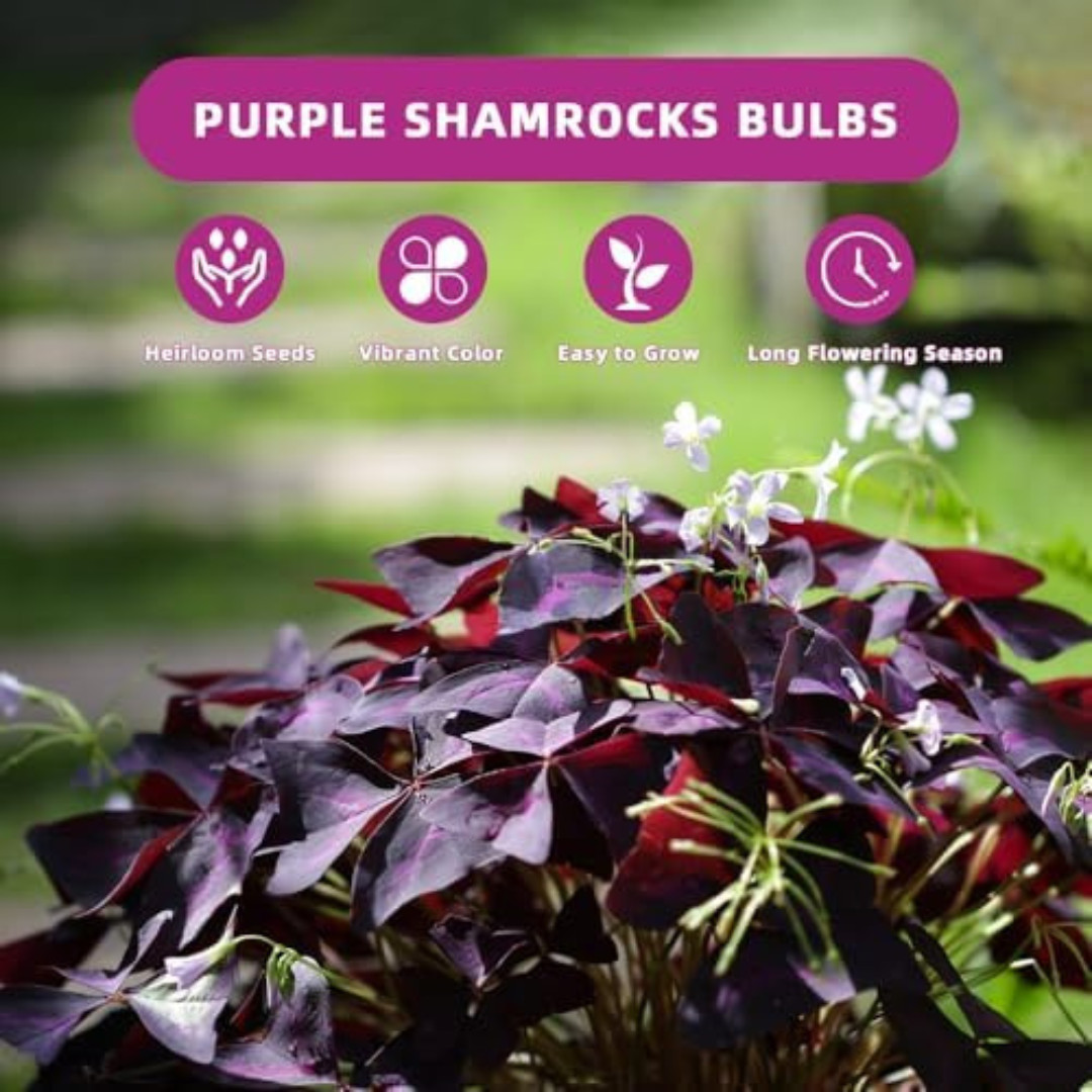 20PCS Purple Shamrocks Bulbs Good Luck Plant Oxalis Bulbs for Planting Oxalis