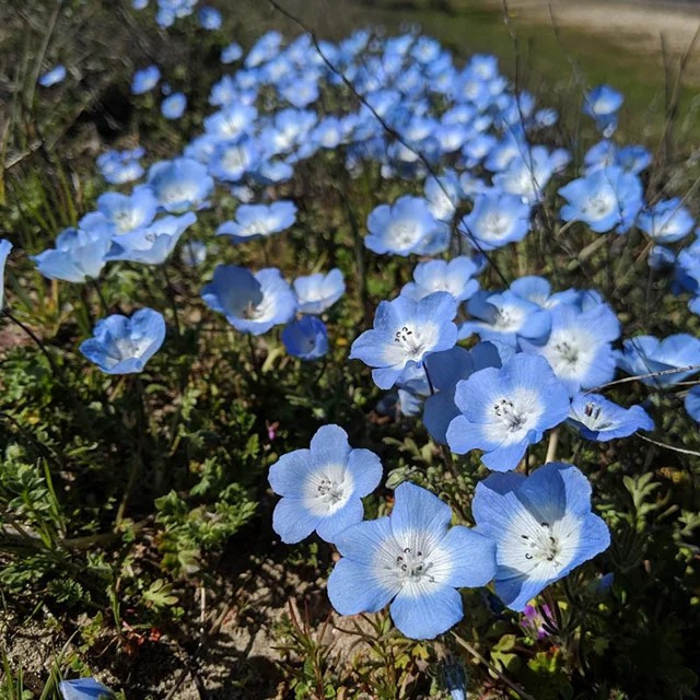 500+ BABY BLUE EYES SEEDS —- GROUNDCOVER — WILDFLOWER — DROUGHT TOLERANT