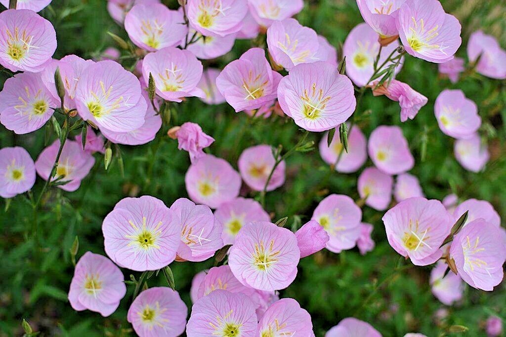 501+SHOWY Mexican EVENING PRIMROSE Seeds Groundcover Container Flower Garden