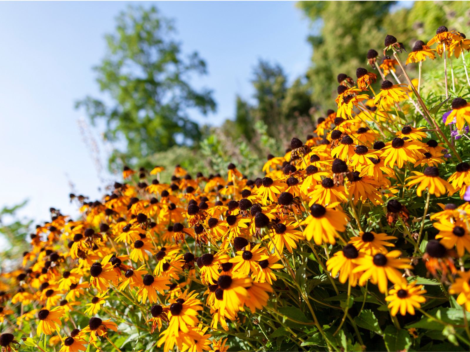 100 Seeds| Gloriosa Daisy Seeds #N005