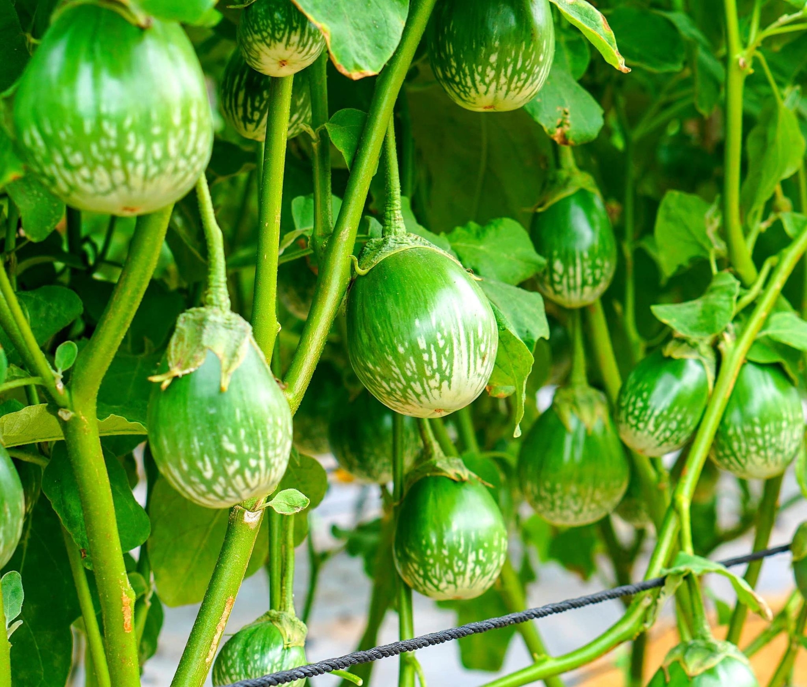 100+ Thai Eggplant Seeds for Planting – Round Eggplant is Ornamental and Tasty