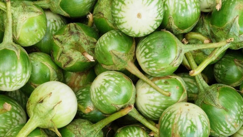 GREEN THAI EGGPLANT ,PETCH SIAM / MATTI GULLA SEEDS, HẠT CÀ DĨA VN