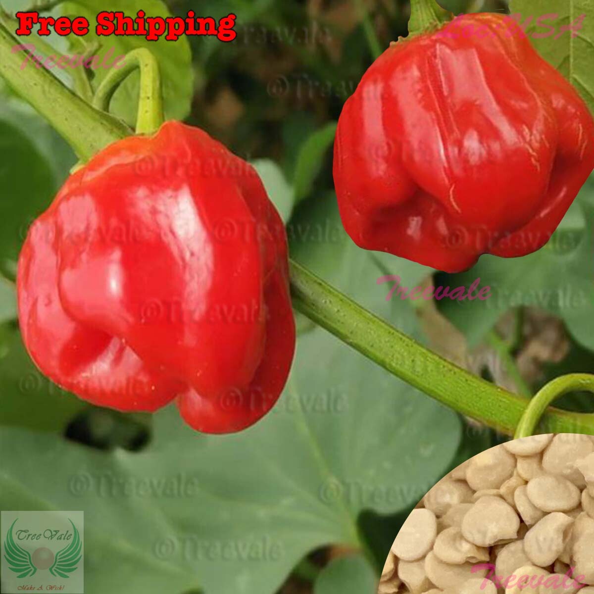 Ghost Pepper Seeds | Ghost Chili, Red Bhut Jolokia Seeds – Super Hot Pepper