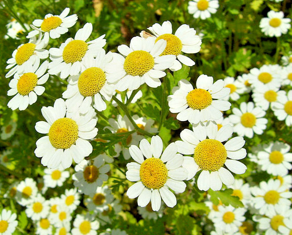 ROMAN CHAMOMILE 100 SEEDS, HERB, SLEEP, CALMING, HEALING, CHAMAEMELUM NOBILE