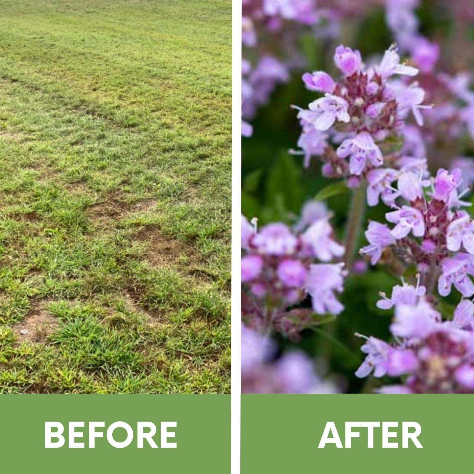 Flawn Seed Creeping Thyme, Easy Spread Shaker, Pollinator Friendly, Ground Cover